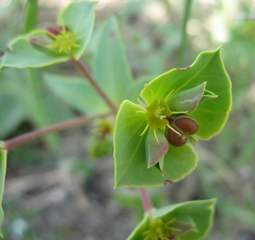 Euphorbia terracina